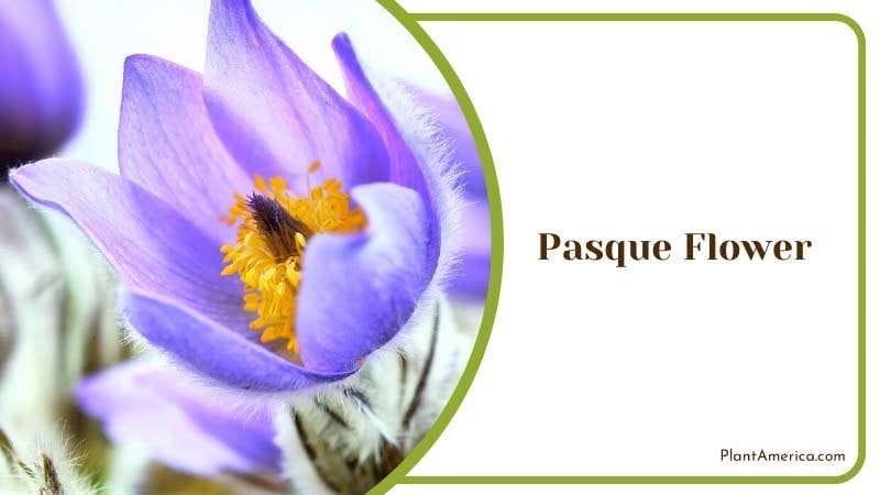 Delicate Pasque Flower in High Key Plant America Delicate Pasque Flower in High Key Plant America