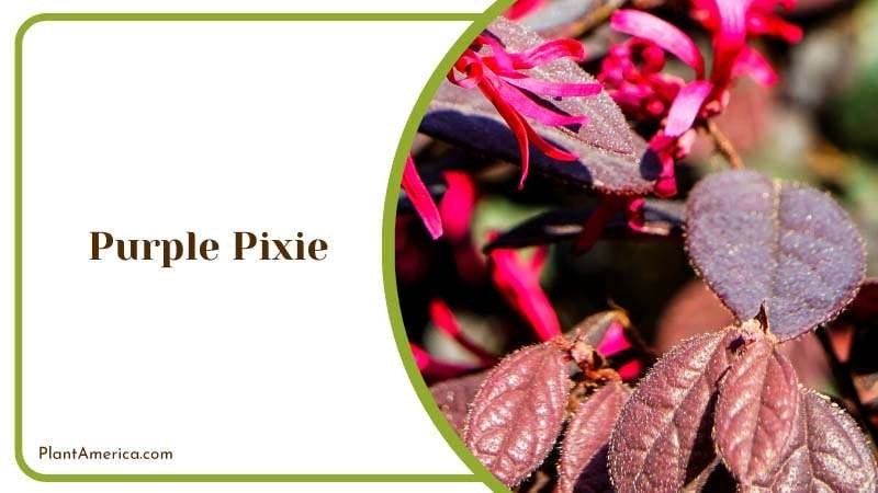 Delicate Purple Pixie Shrubs Plant America