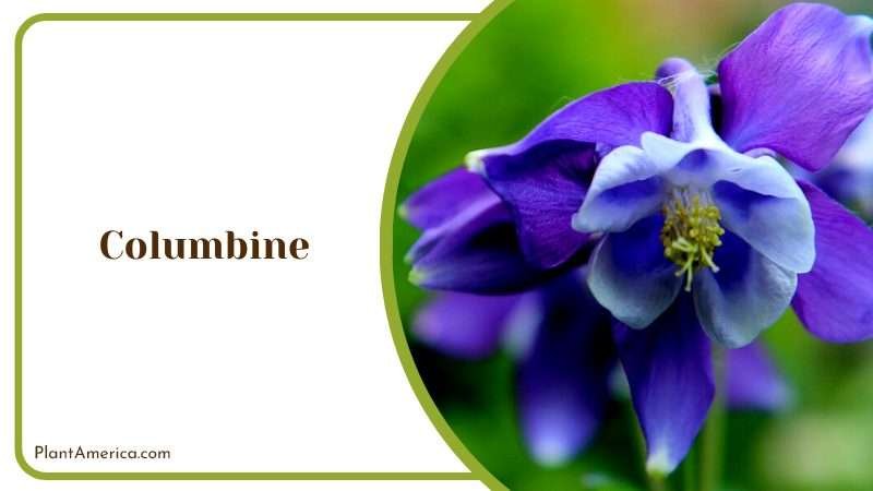 Delicate and Beautiful Flowering Plant PlantAmerica Delicate and Beautiful Flowering Plant PlantAmerica
