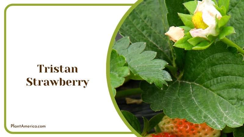 Delicious Tristan Strawberry Varieties Plant America