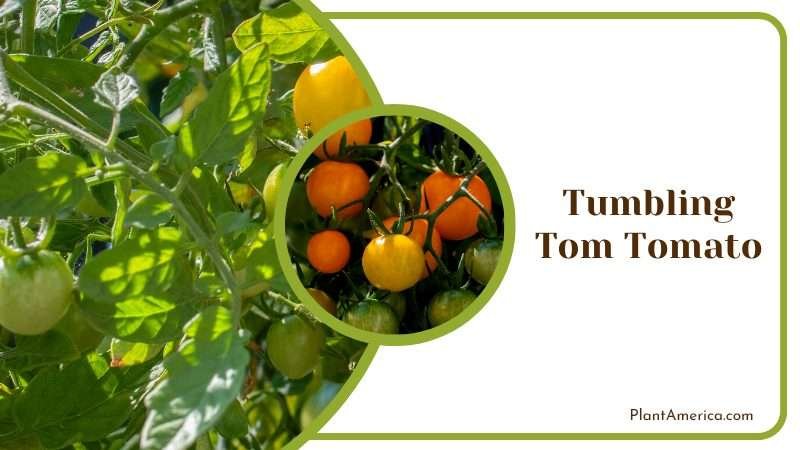 Delicious Tumbling Tom Tomato Plant America
