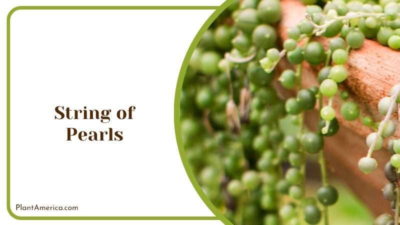 Delightful String of Pearls Succulent Plant America