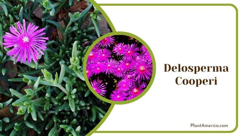 Delosperma Cooperi Groundcover Plant America Delosperma Cooperi Groundcover Plant America