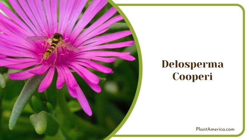 Delosperma Cooperi Plant America