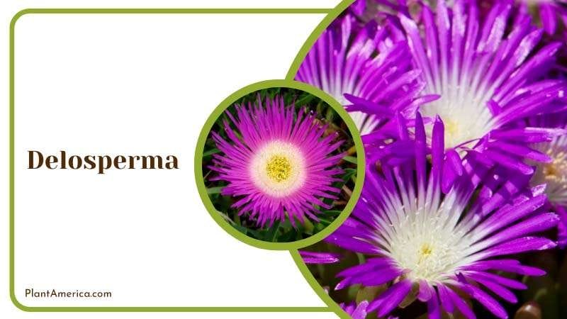 Delosperma Flowers on the Rock Plant America Delosperma Flowers on the Rock Plant America