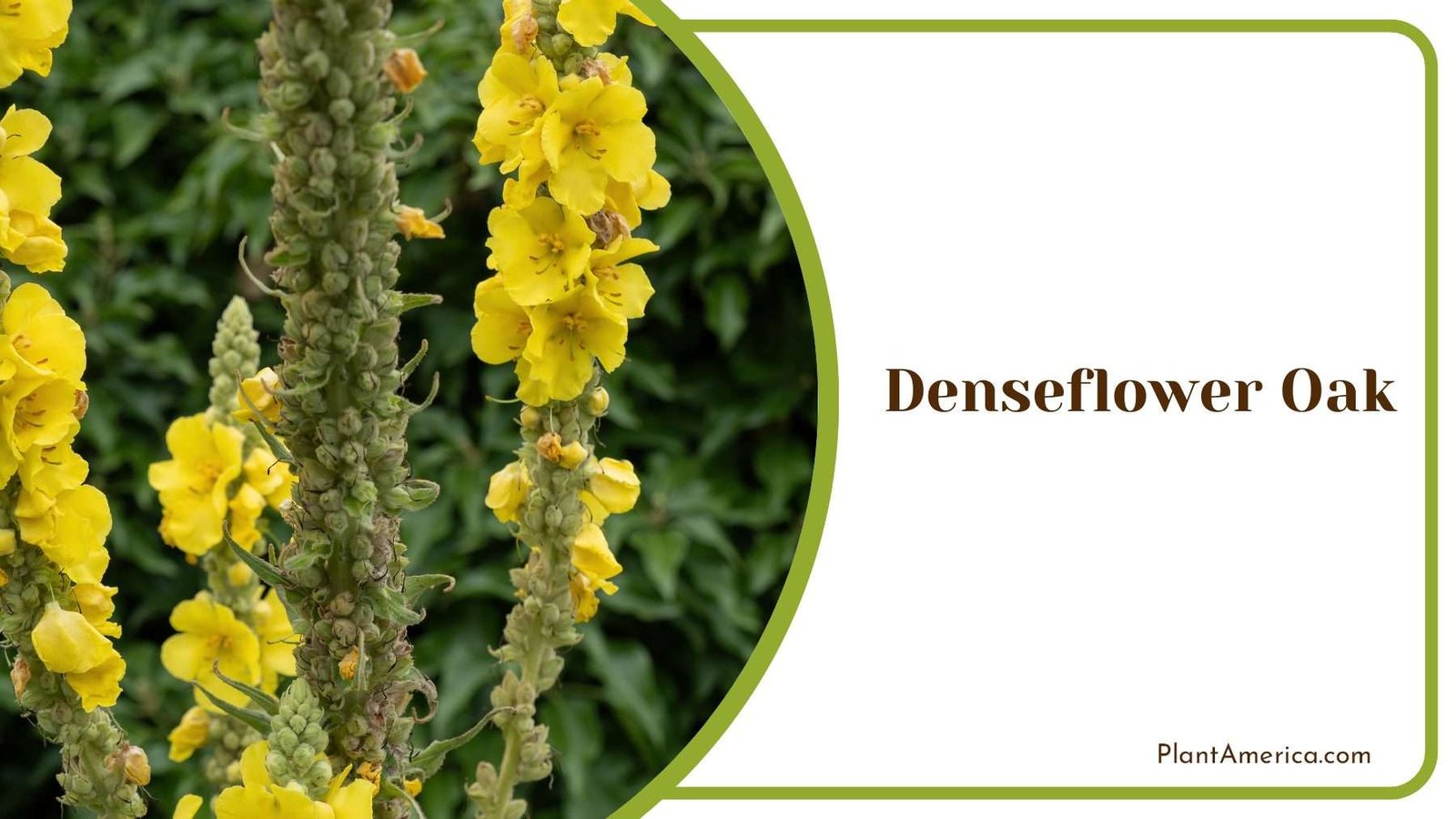 Denseflower Oak Blooms Plant America