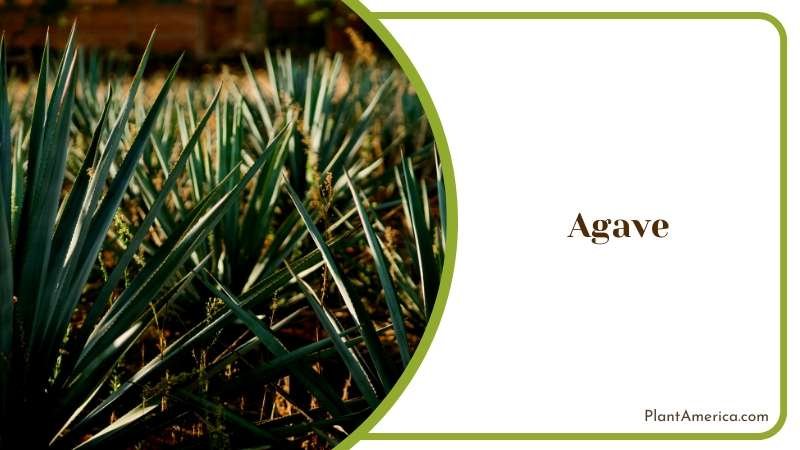 Desert Beauty of Striking Agave Plant America