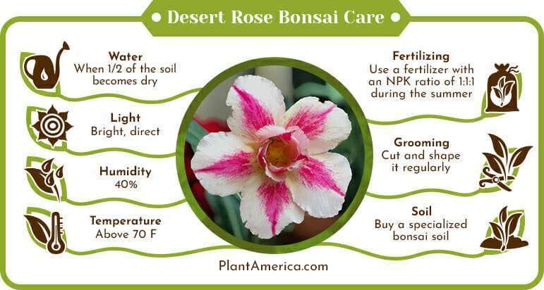 Desert Rose Bonsai Care Infographic Plant America Desert Rose Bonsai: A Care Guide On Growing This Tough Succulent