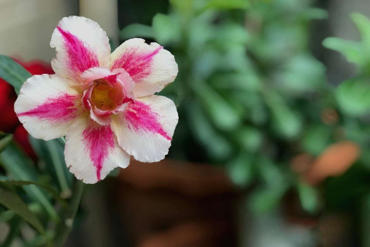 Desert Rose Bonsai White flowers red edges Plant America Desert Rose Bonsai White flowers red edges Plant America