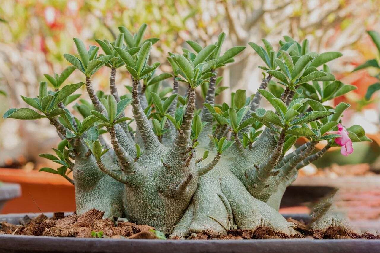 Desert Rose Bonsai adenium in flower pot Plant America Desert Rose Bonsai adenium in flower pot Plant America