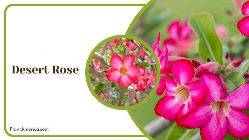 Desert Rose Plant America 1 Desert Rose Plant America 1