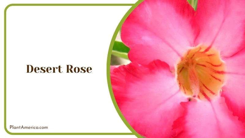 Desert Rose Plant America Desert Rose Plant America