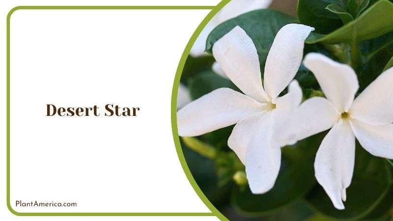 Desert Star Plant America