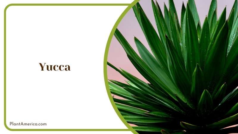 Desert Treasure Striking Yucca Plant America