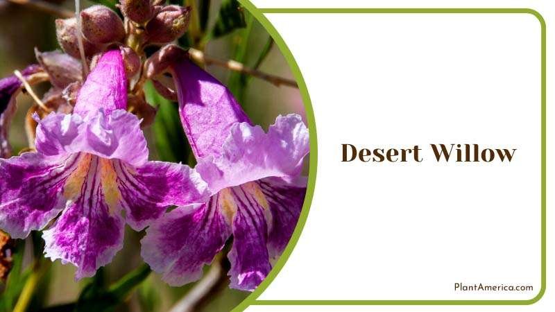 Desert Willow Blossoms Plant America