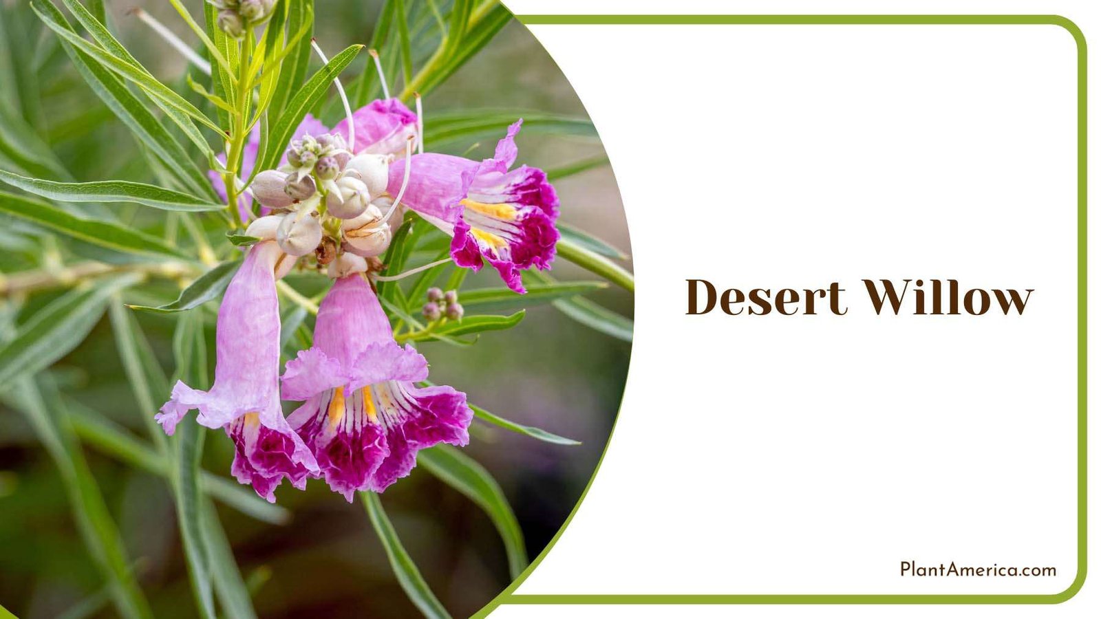 Desert Willow Flowers Plant America