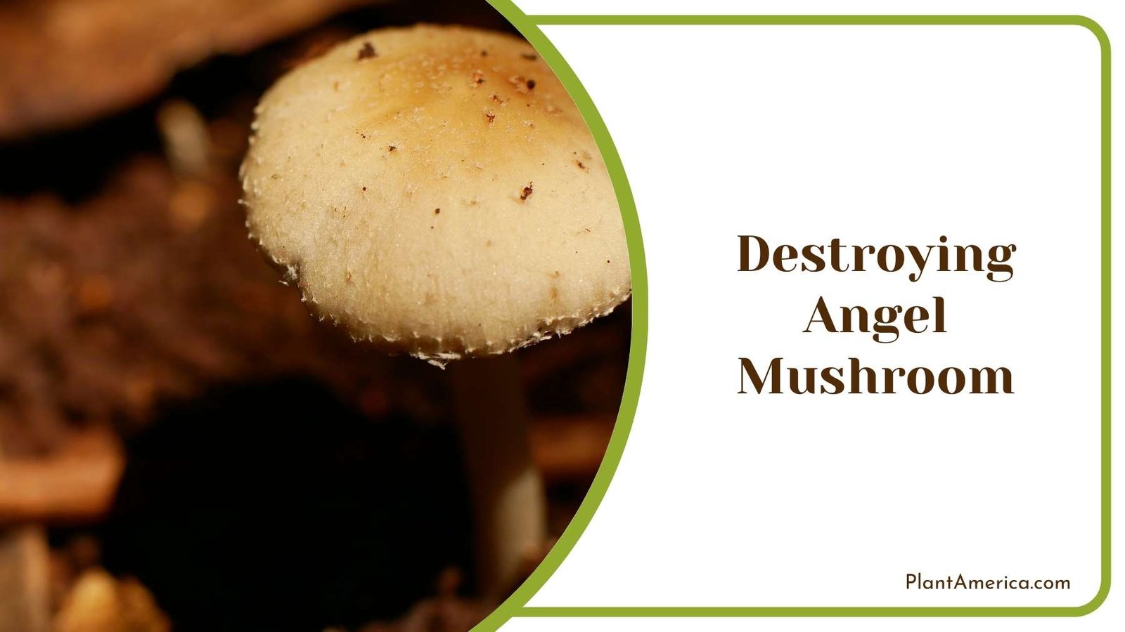 Destroying Angel Mushroom From Above Plant America