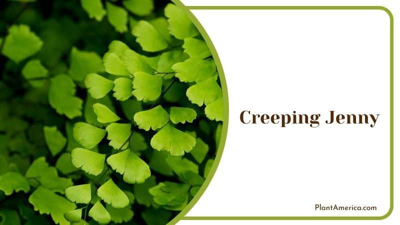 Detailed Green Close up of Creeping Jenny Plant America