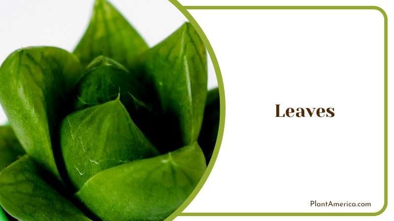 Detailed Green Color of the Plant Plant America