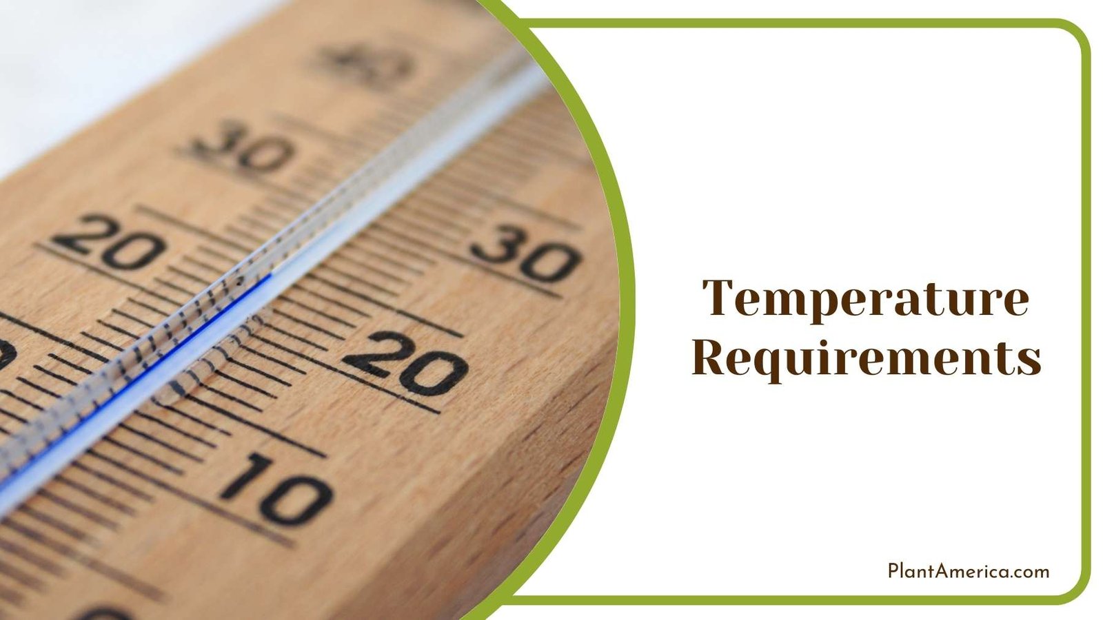 Details Of A Thermometer Plant America 1