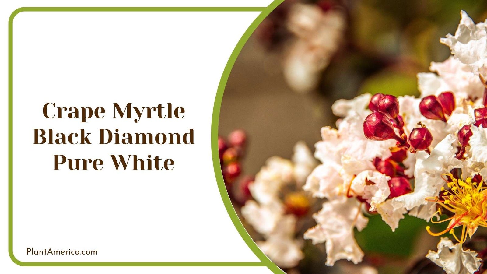 Details Of Crape Myrtle Black Diamond Pure White Plant America