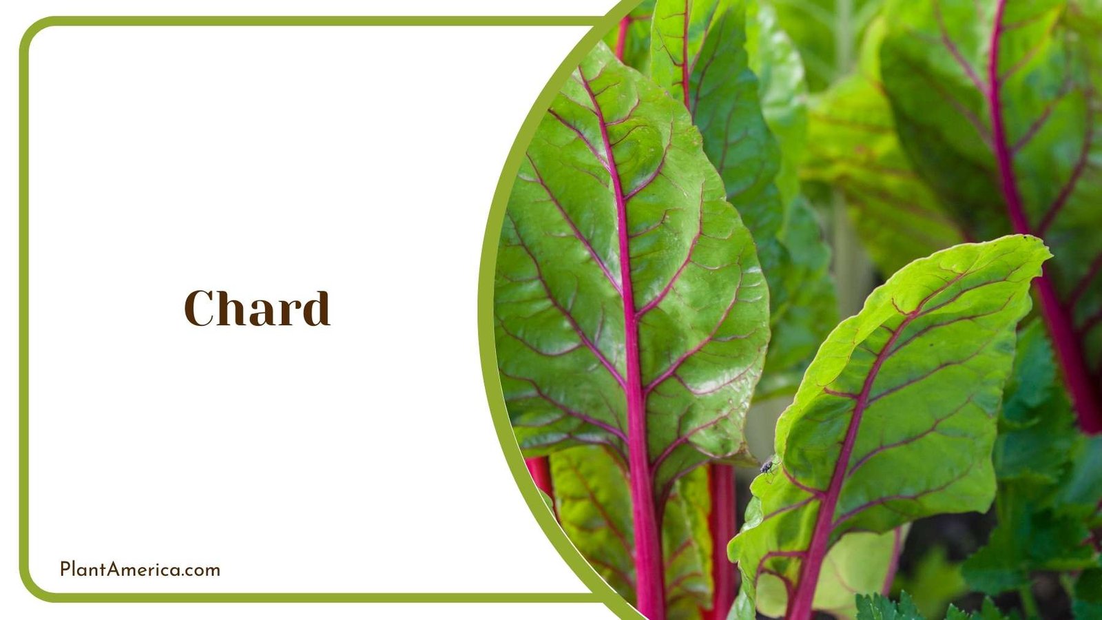 Details On Chard Plant Plant America Details On Chard Plant Plant America
