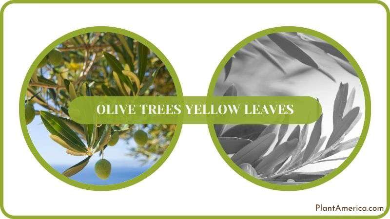 Details of Olive Trees Yellow Leaves PlantAmerica