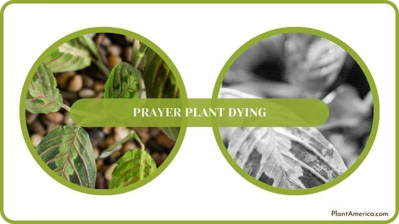 Details of Prayer Plant Dying Plant America