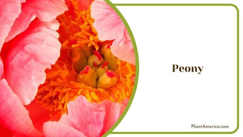 Details of the Beautiful Peony Flower PlantAmerica Details of the Beautiful Peony Flower PlantAmerica