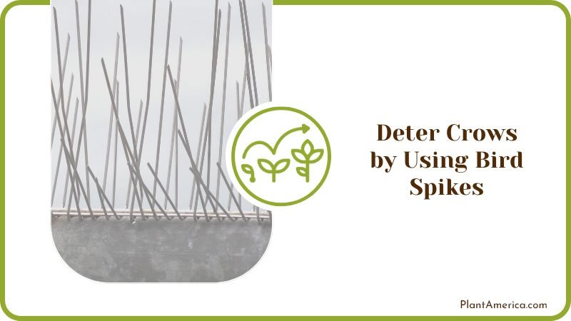 Deter Crows by Using Bird Spikes Plant America
