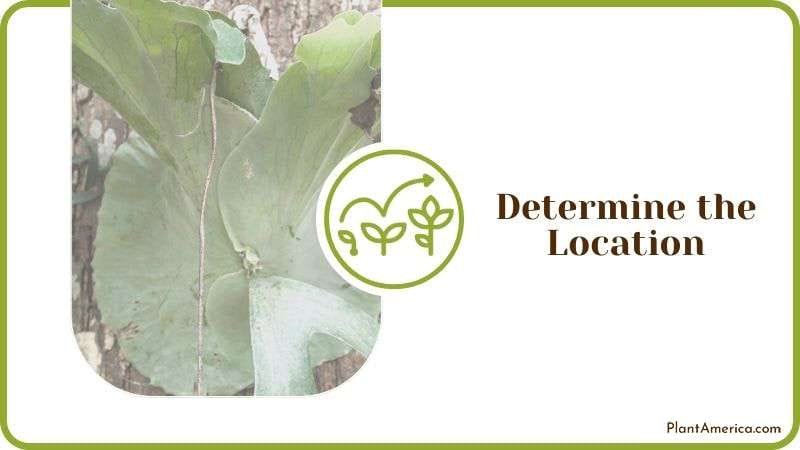 Determine the Location Plant America Determine the Location Plant America