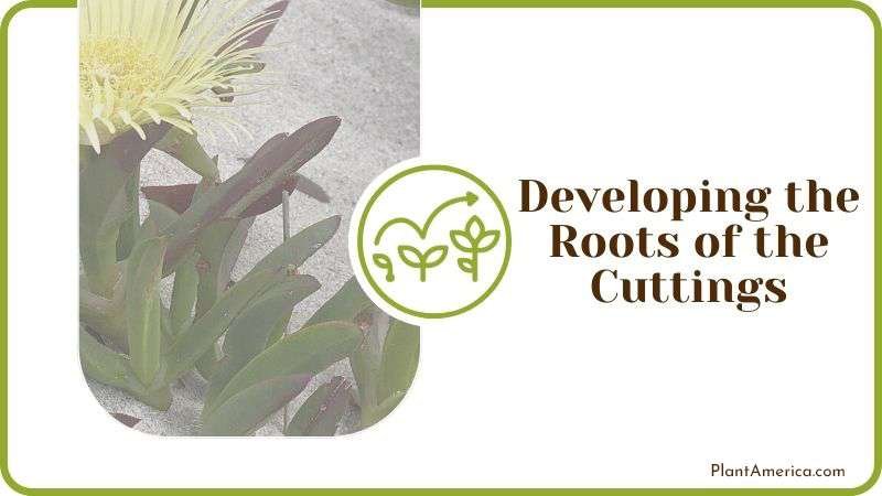 Developing the Roots of the Cuttings PlantAmerica Developing the Roots of the Cuttings PlantAmerica