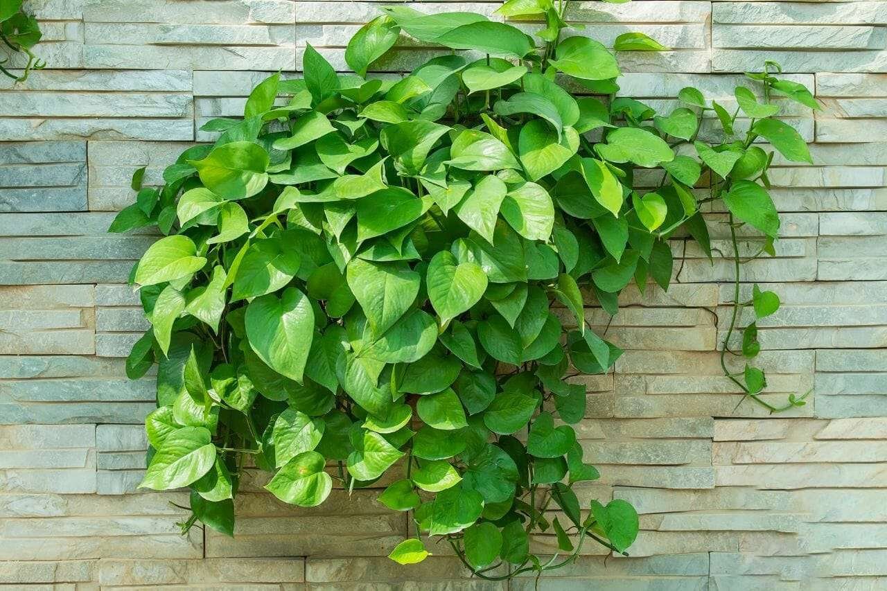 Devil s ivy decorated on wall Plant America Devil s ivy decorated on wall Plant America