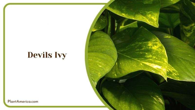 Devils Ivy Plant America