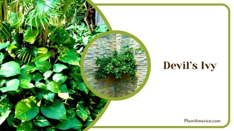 Devils Ivy with Other Plants Plant America Devils Ivy with Other Plants Plant America