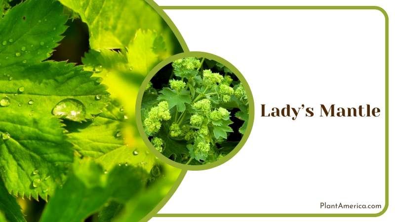 Dew Drop on Ladys Mantle Leaves Plant America