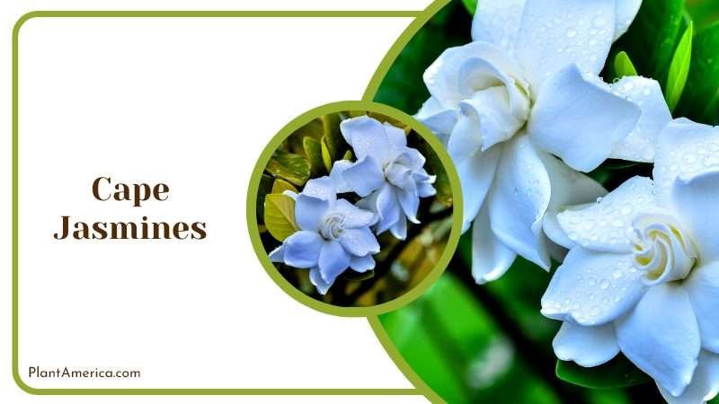 Dew Drops on Cape Jasmine Flowers Plant America