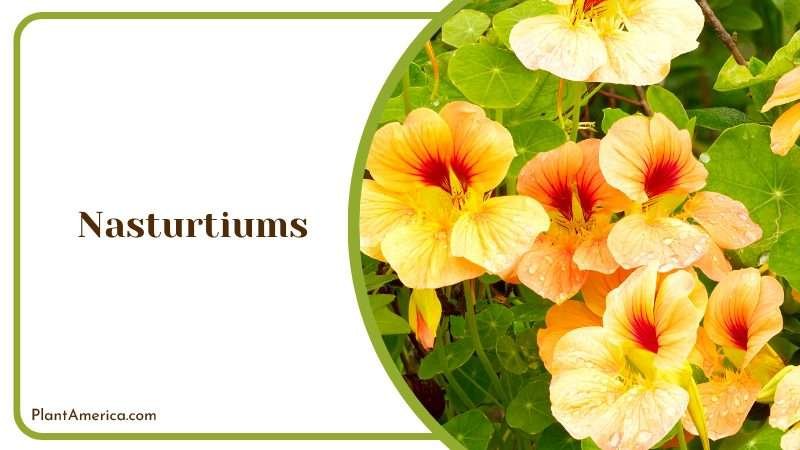 Dew Drops on Nasturtiums Flowers Plant America