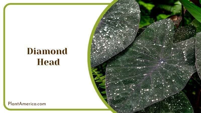 Diamond Head Elephant Ear Plant Colocasia Esculenta Plant PlantAmerica