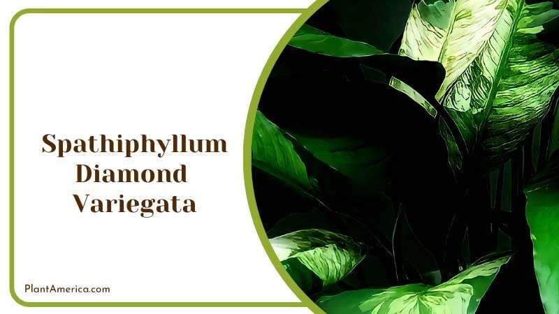 Diamond Variegata Peace Lily Plant PlantAmerica