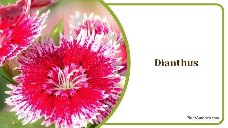 Dianthus PlantAmerica
