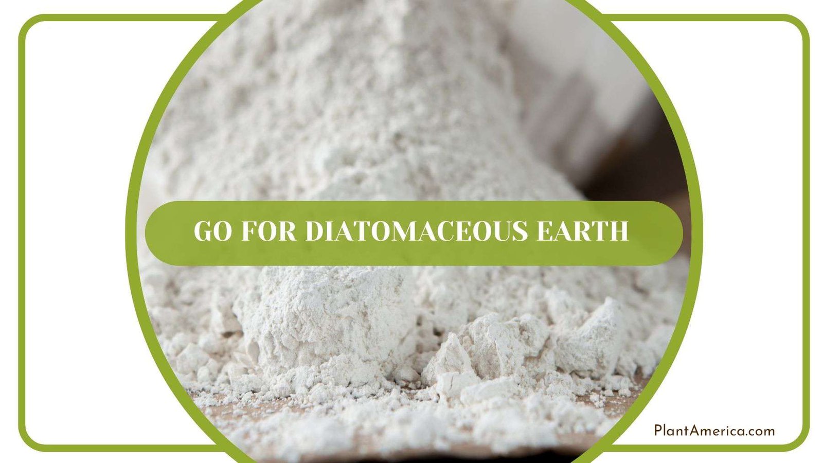 Diatomaceous Earth for Mealybugs Plant America