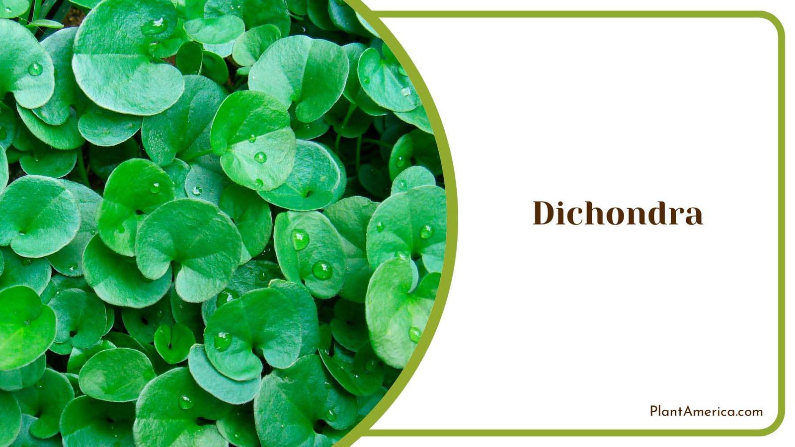 Dichondra In Full Sun Plant America