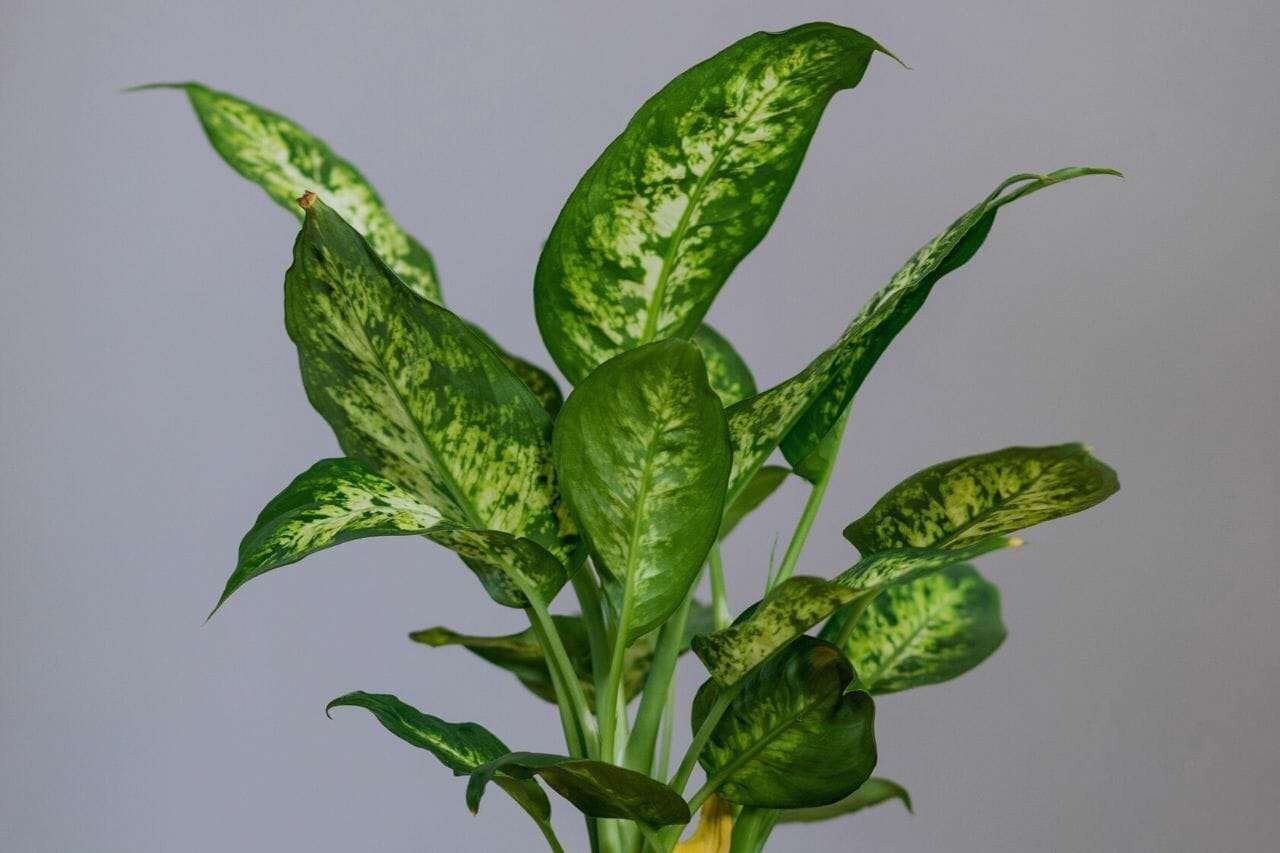 Dieffenbachia Dumb Cane Plant America