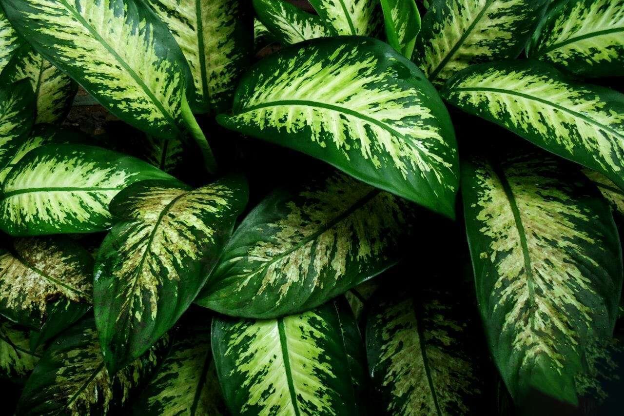 Dieffenbachia Plant America Dieffenbachia Plant America