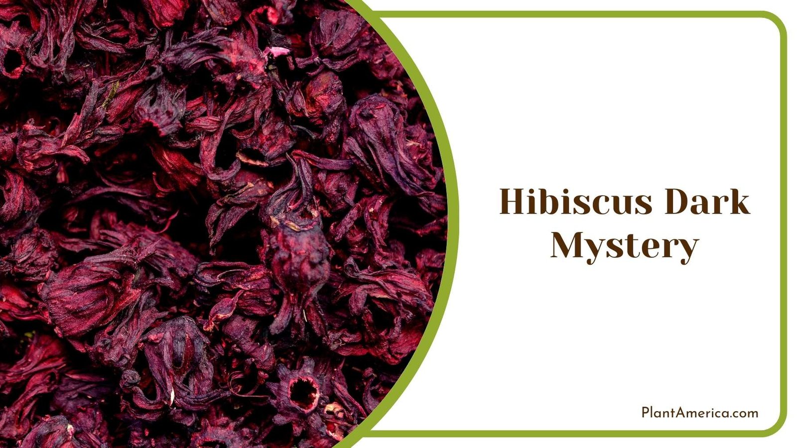 Different Hibiscus Dark Mystery Plant America