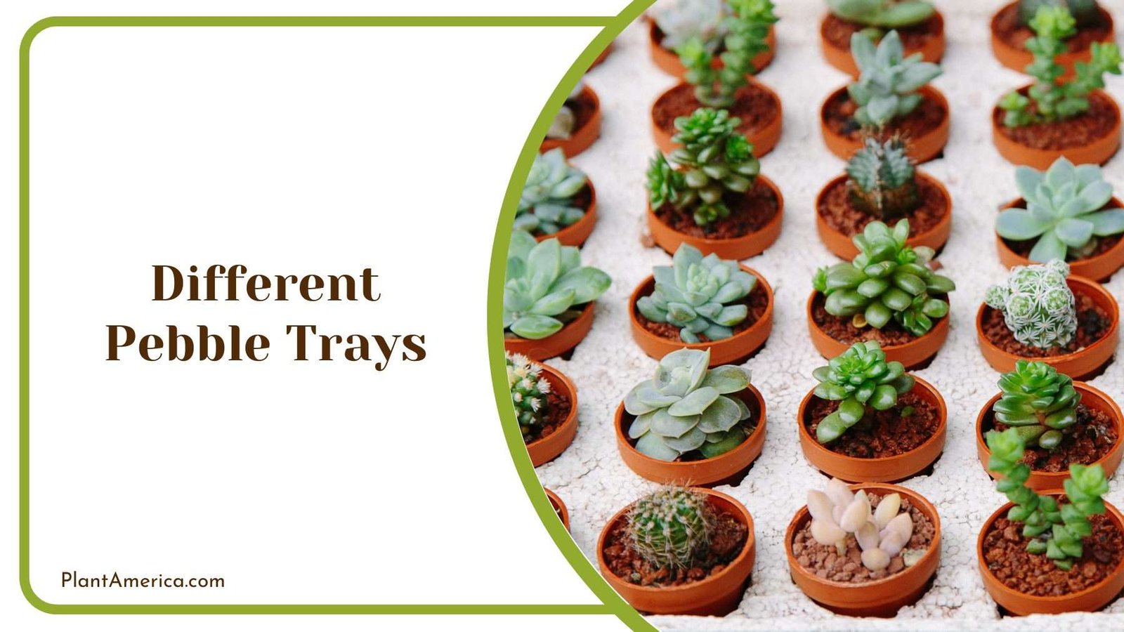 Different Pebble Trays Plant America