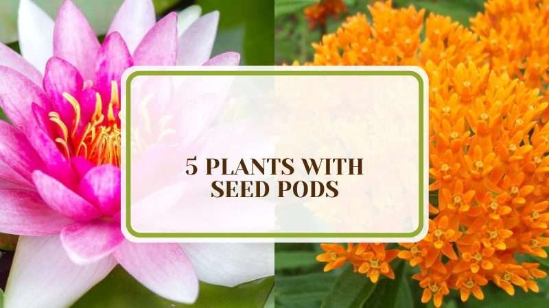 Different Plants with Seed Pods Plant America 5 Plants with Seed Pods: A Different Cultivation