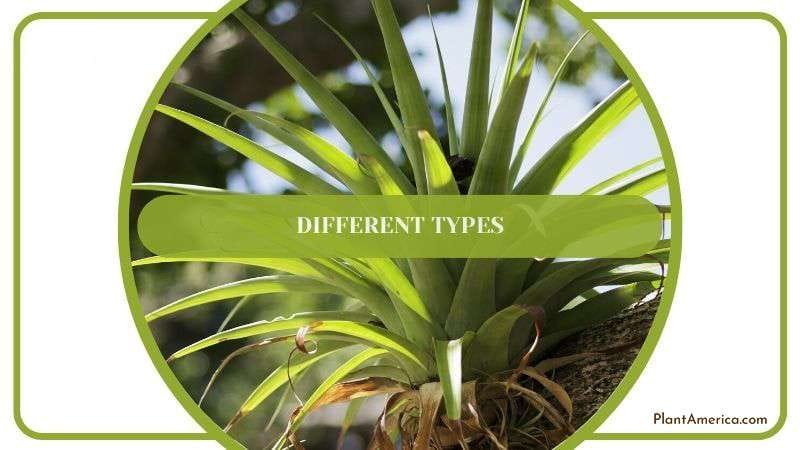 Different Types Plant America Different Types Plant America