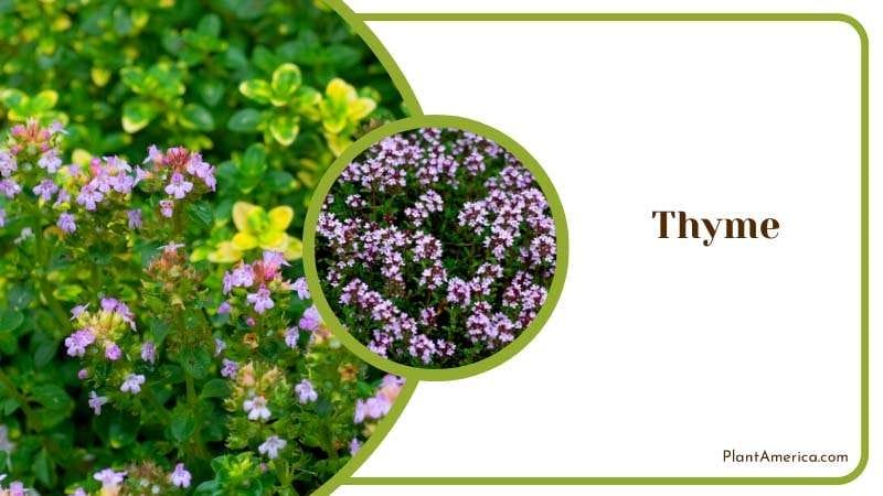 Different Varieties of Thyme Plant America